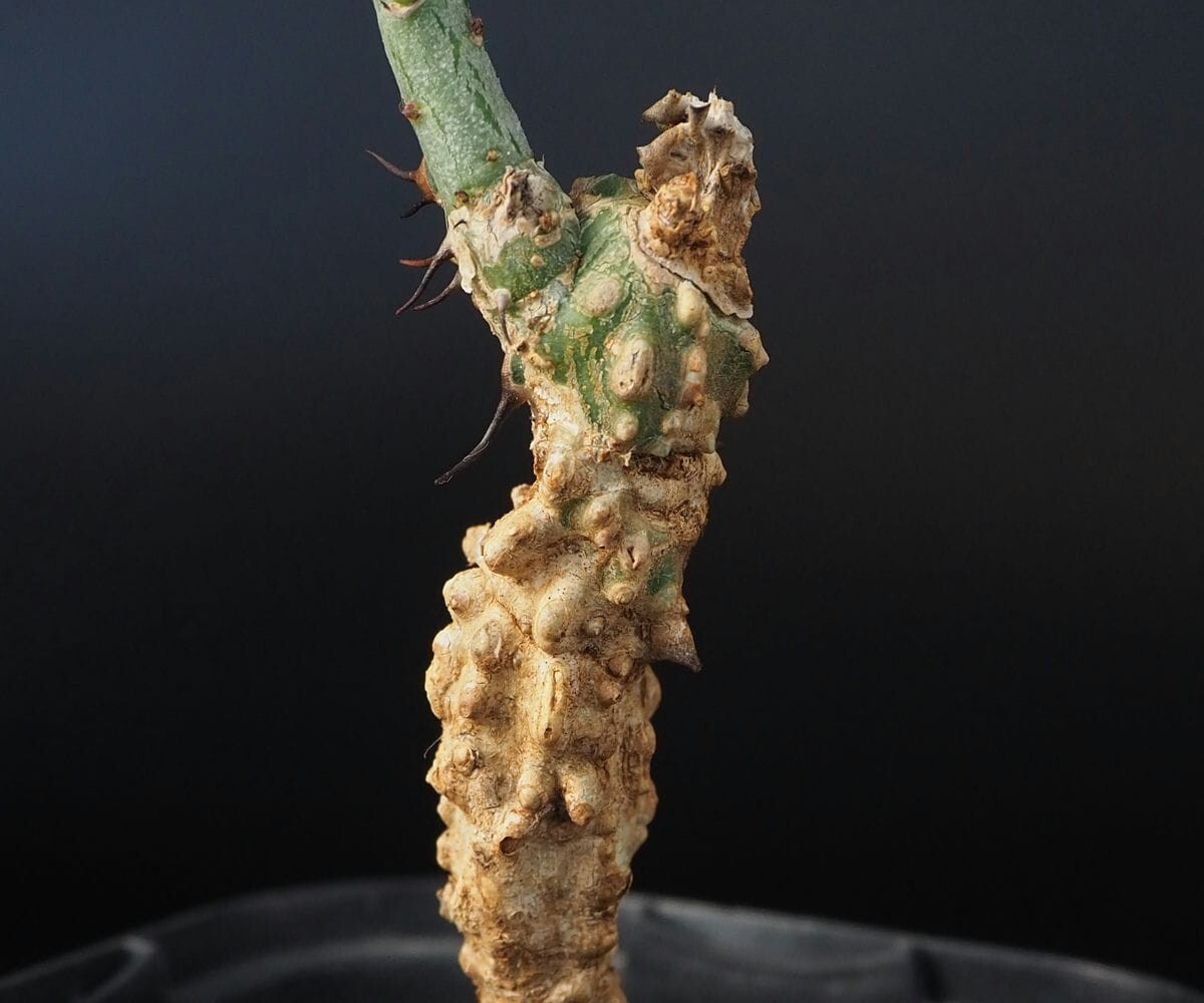 RR_アデニア・アクレアータ　今年の新葉展開中　塊茎基部に凹みあります/Adenia aculeata ssp.manganiana/1株/輸入苗_画像2