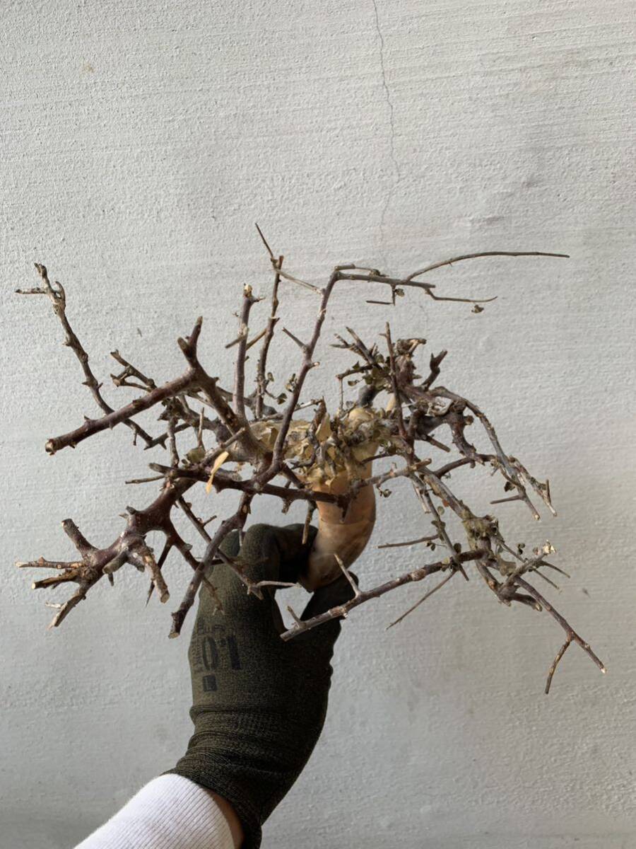 new arrivals komifolaka tough ta-kanensis2 search ka tough pakipotium. root plant ko- Dex e il senna Bear route ka tough 