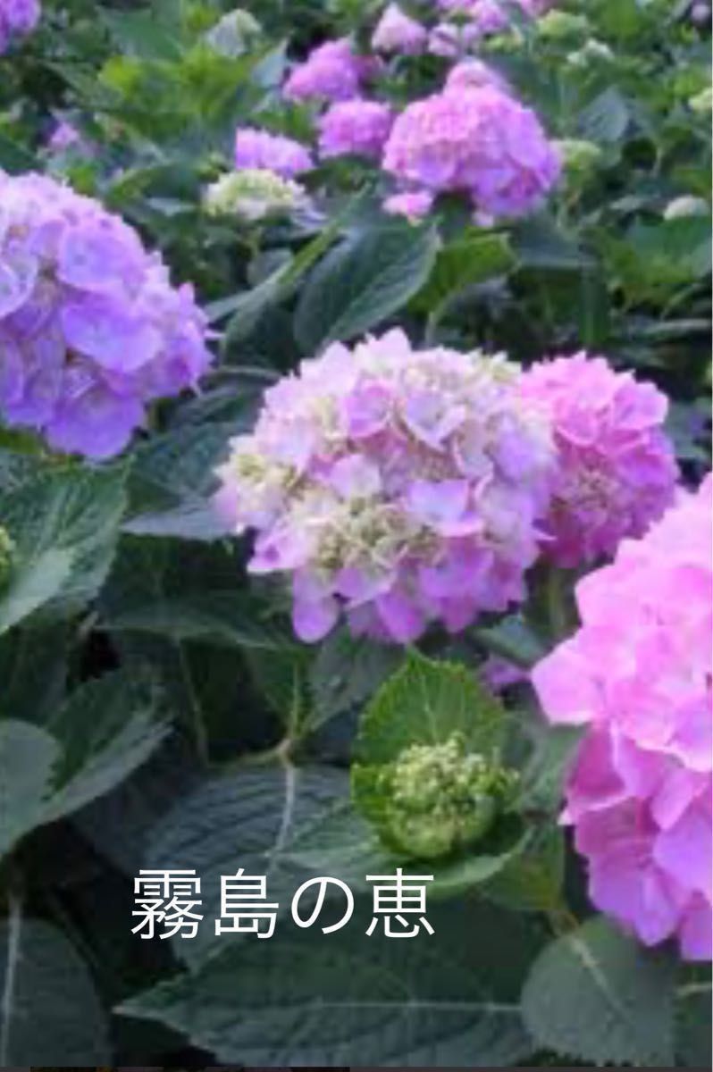 四季咲き紫陽花"霧島の恵"ピンク苗木
