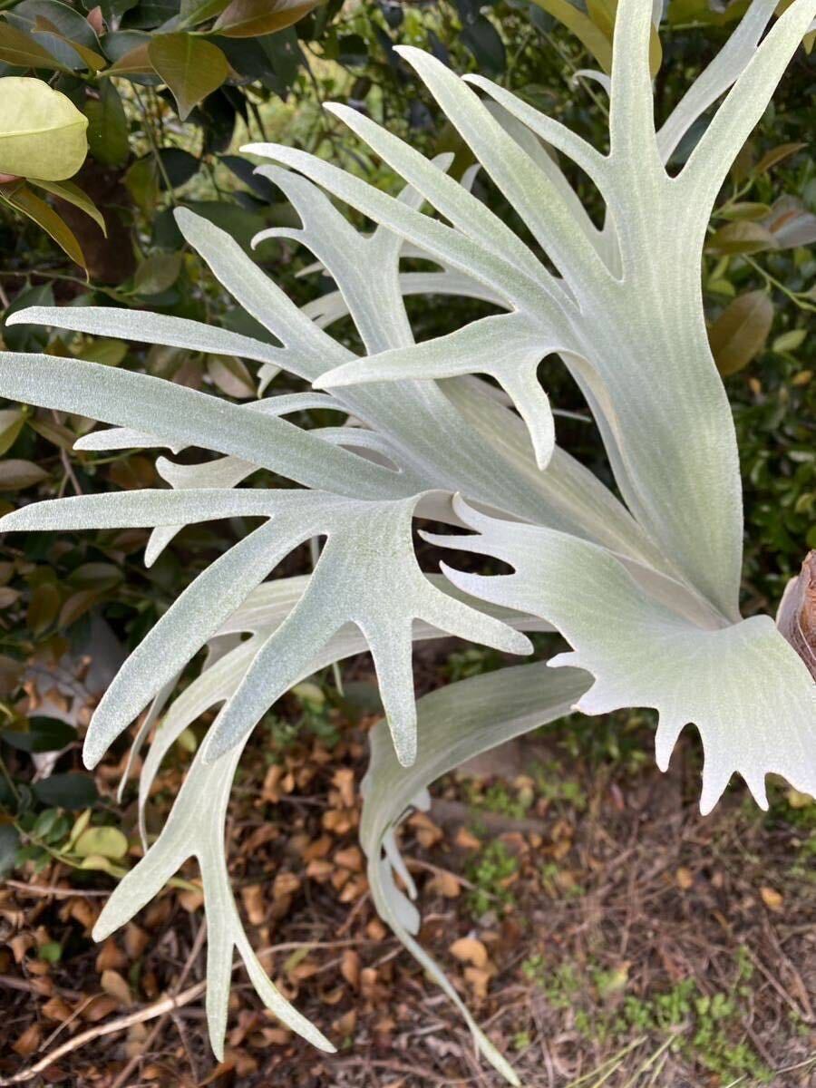  white bifE-1 original . stock staghorn fern 