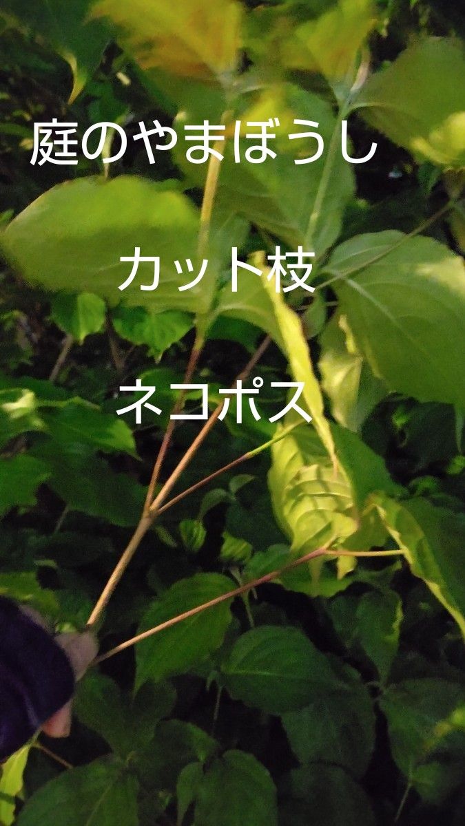 ヤマボウシカット枝