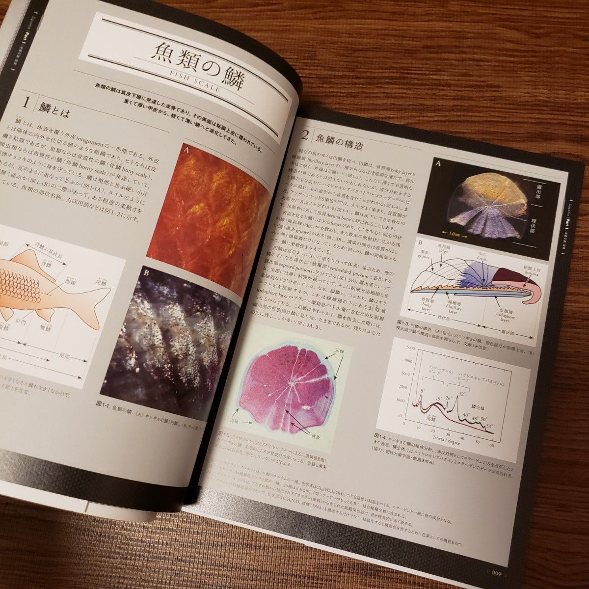 鱗の博物誌 図鑑 図録 写真集 爬虫類 魚 鳥 動物 生き物 生物 うろこ ウロコ