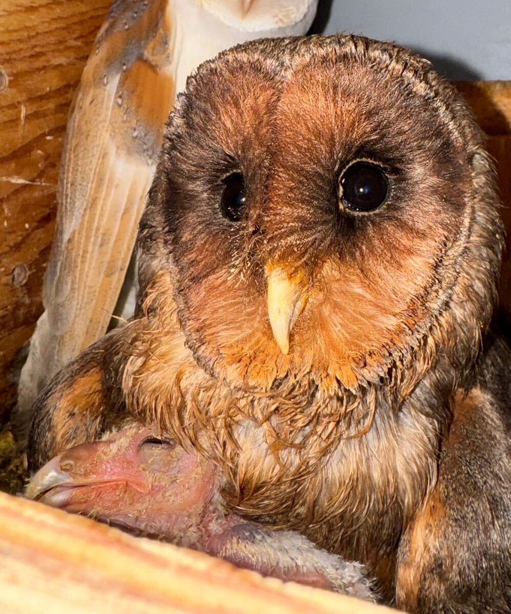 クロメンフクロウとメンフクロウ卵食用1個_画像1