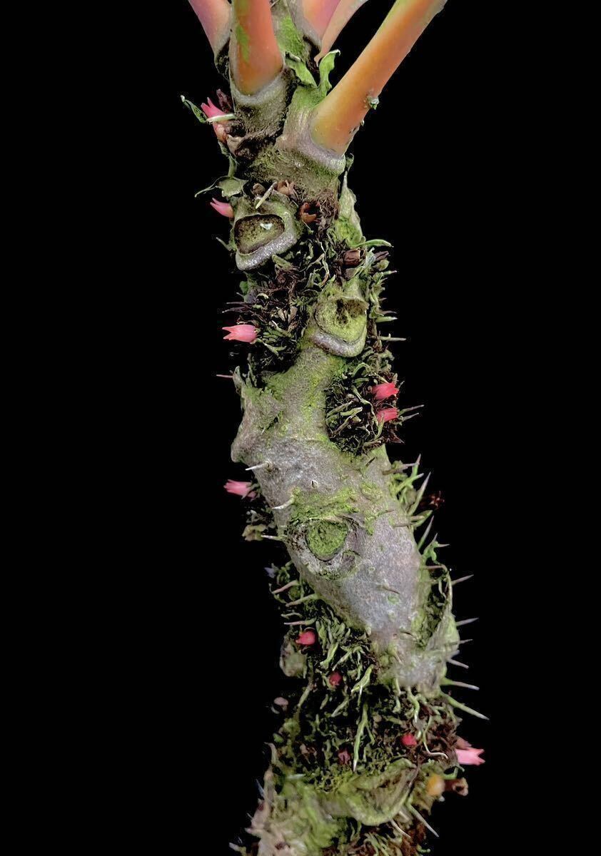 アリ植物 Myrmecodia rouffaerensis (nomen nudum) Southern Nabire, Central Papua 実生株の画像1