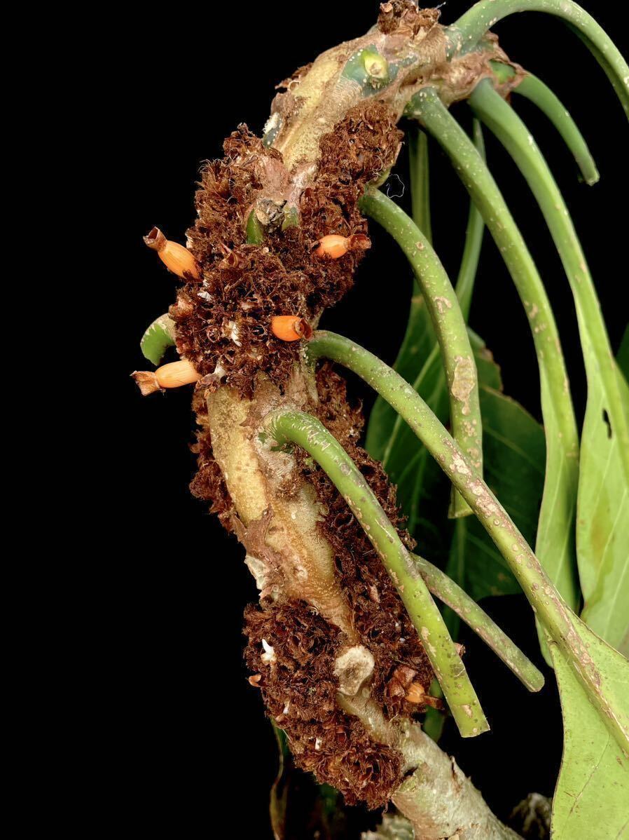 アリ植物 Myrmecodia sp. (hairy alveoli) Timika, Central Papua 実生株の画像1