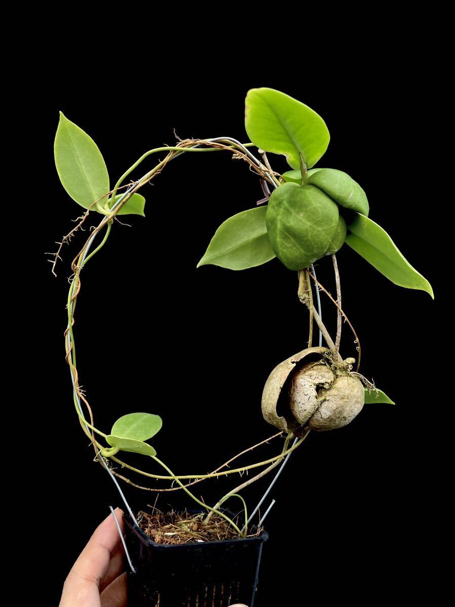 アリ植物 Hoya darwinii Nueva Vizcaya, Luzonの画像1