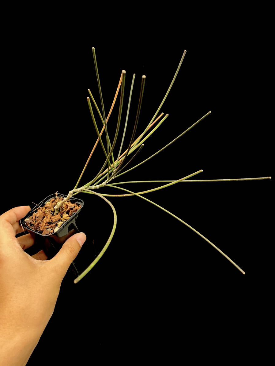 Hoya spartioides Buntok, Central Borneo の画像1