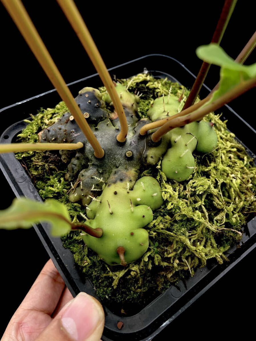 Yahoo!オークション - アリ植物 Lecanopteris carnosa Minahasa Yahoo!オークション - アリ植物 Lecanopteris carnosa Minahasa