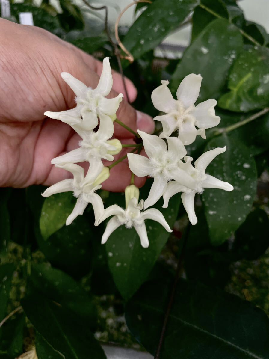 Hoya versteegii Timika, West Papua 天鵞絨のような質感の珍ホヤの画像1