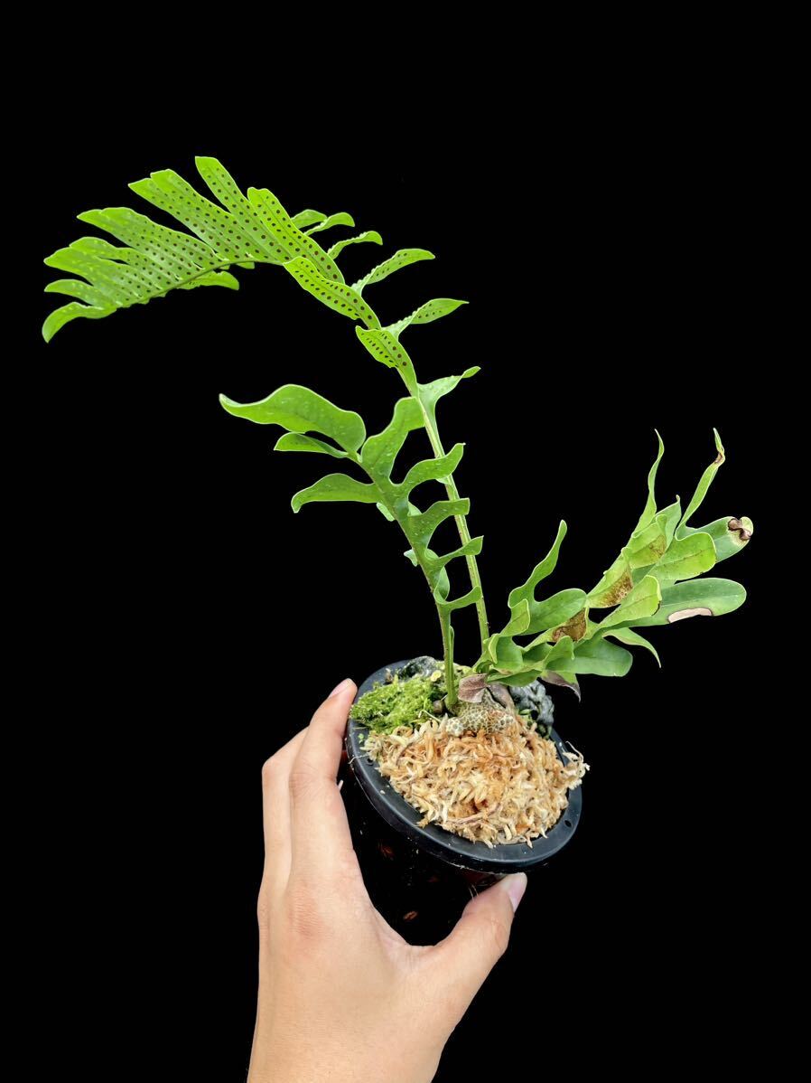 Yahoo!オークション - アリ植物 Lecanopteris lomarioides Nueva Yahoo!オークション - アリ植物 Lecanopteris lomarioides Nueva