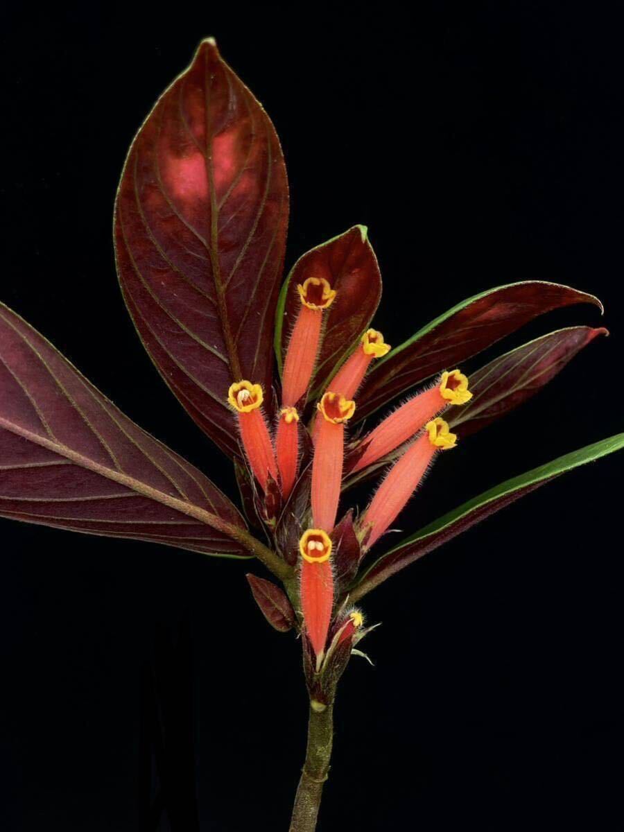 コルムネア Columnea dimidiata (wine red)の画像2