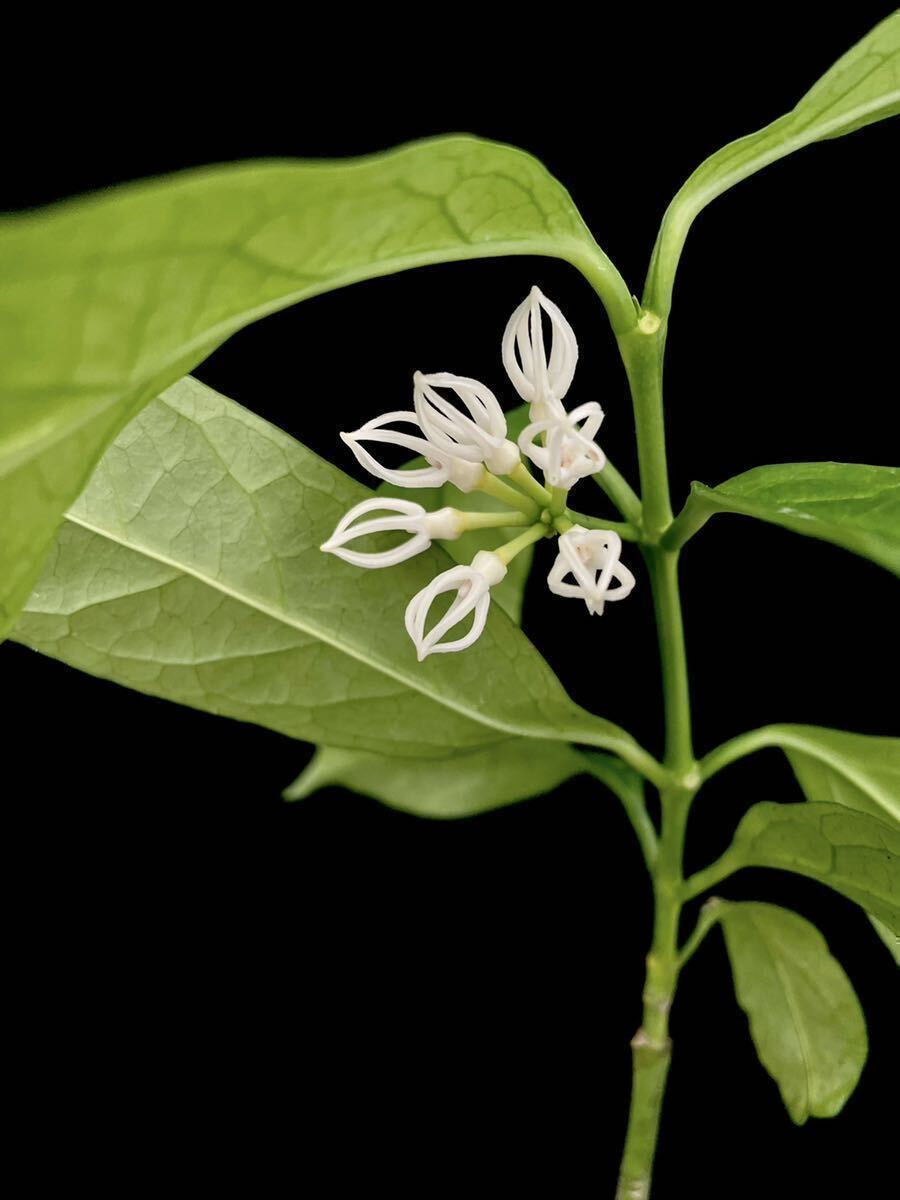 Hoya decipulae Bengkulu, Sumatraの画像2