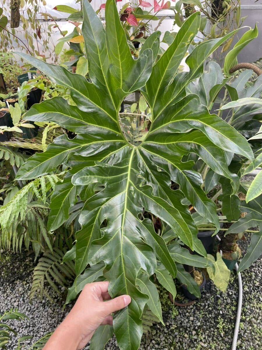 アンスリウム Anthurium pedatum 実生株の画像1