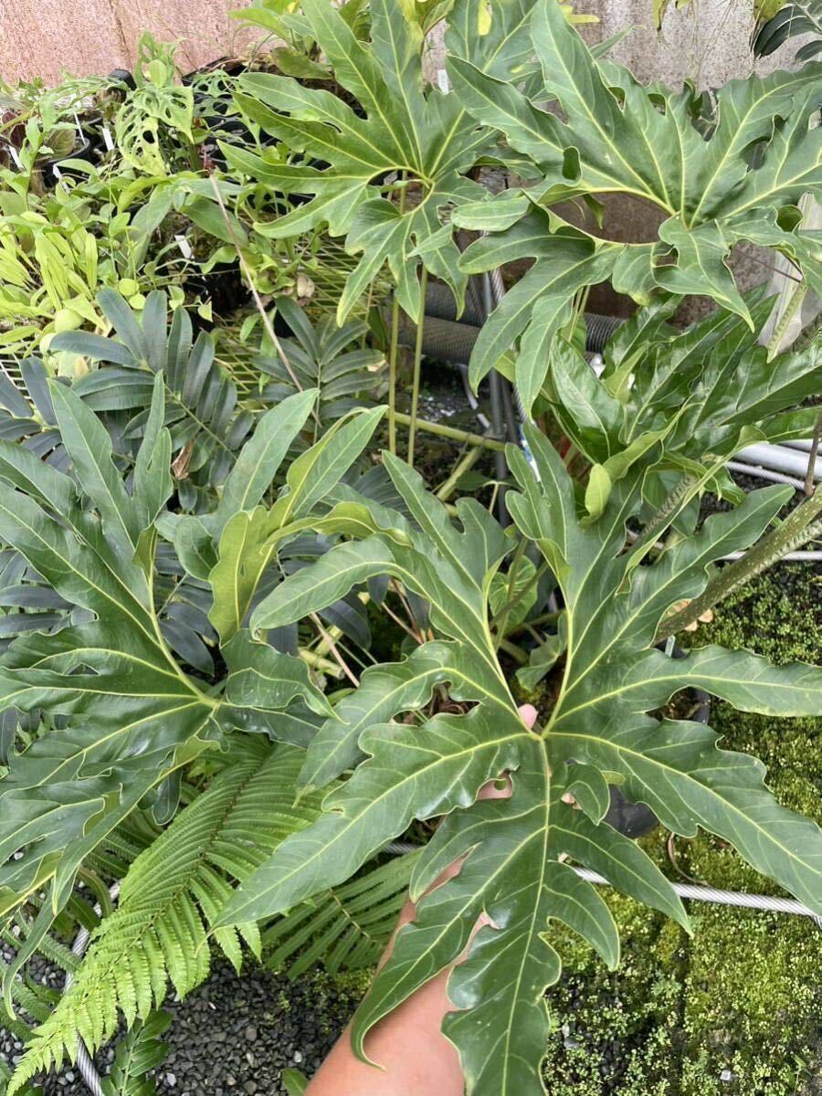 アンスリウム Anthurium pedatum 実生株の画像2