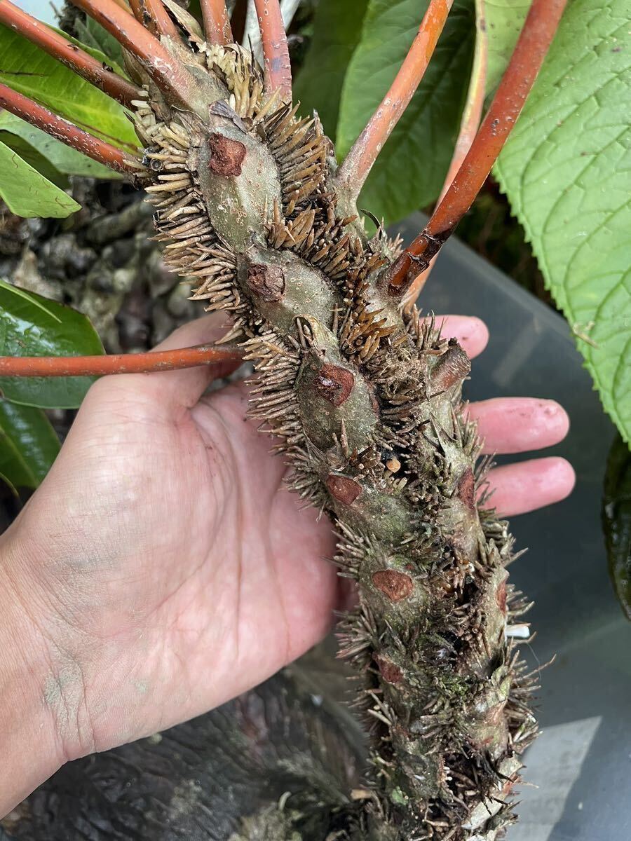 リ植物 Myrmecodia platytyrea Southern Nabire, West Papua 実生株の画像1