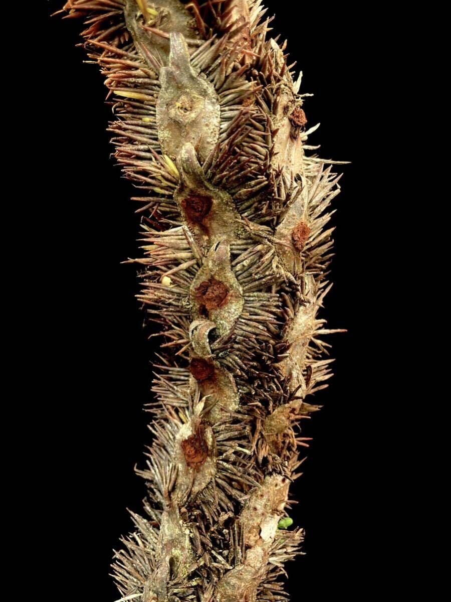アリ植物 Myrmecodia platytyrea (spiny) Southern Nabire, West Papua 実生株の画像1