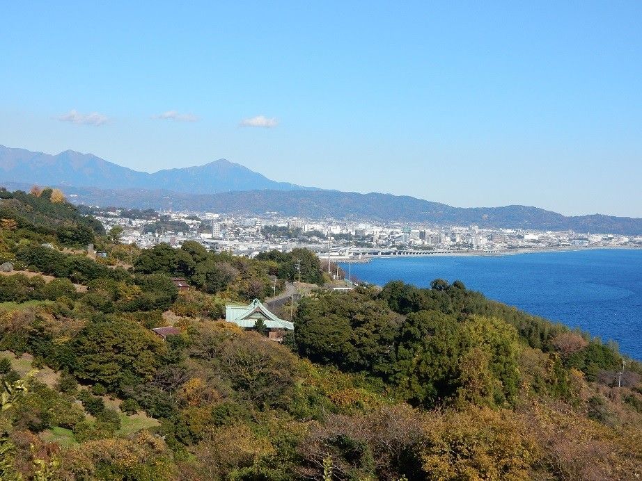 竹糖苗　5芽　サトウキビ　和三盆　