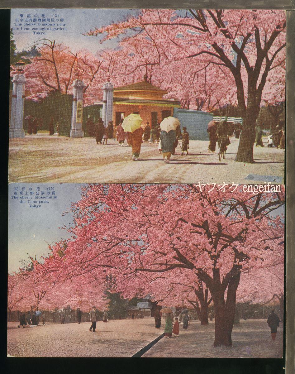 ♪絵葉書24329┃上野公園の桜2枚┃上野動物園 桜花 東京都 カラー┃_画像1