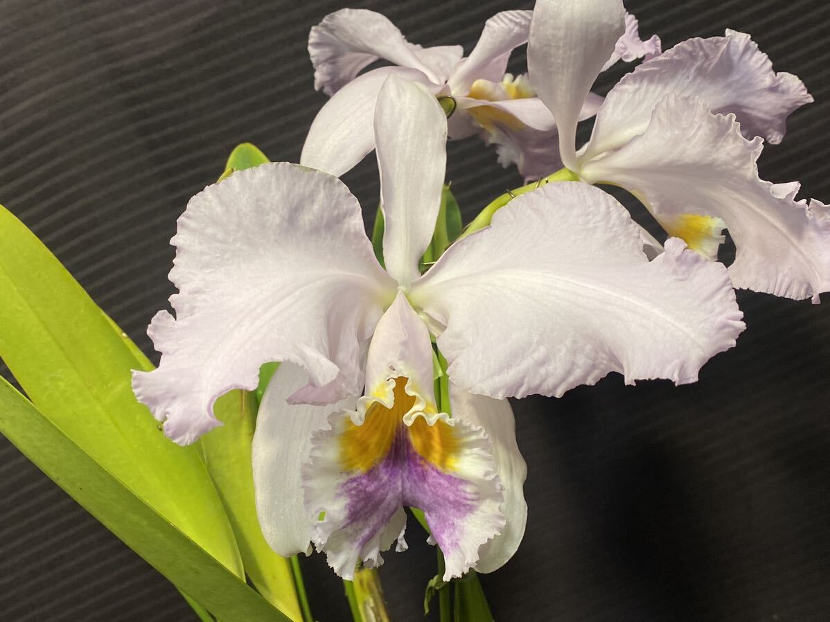 洋蘭 原種 C mossiae fma coerulea ‘Big Violet’ （OG div ）あっち向いてホイしてるけど綺麗！の画像1