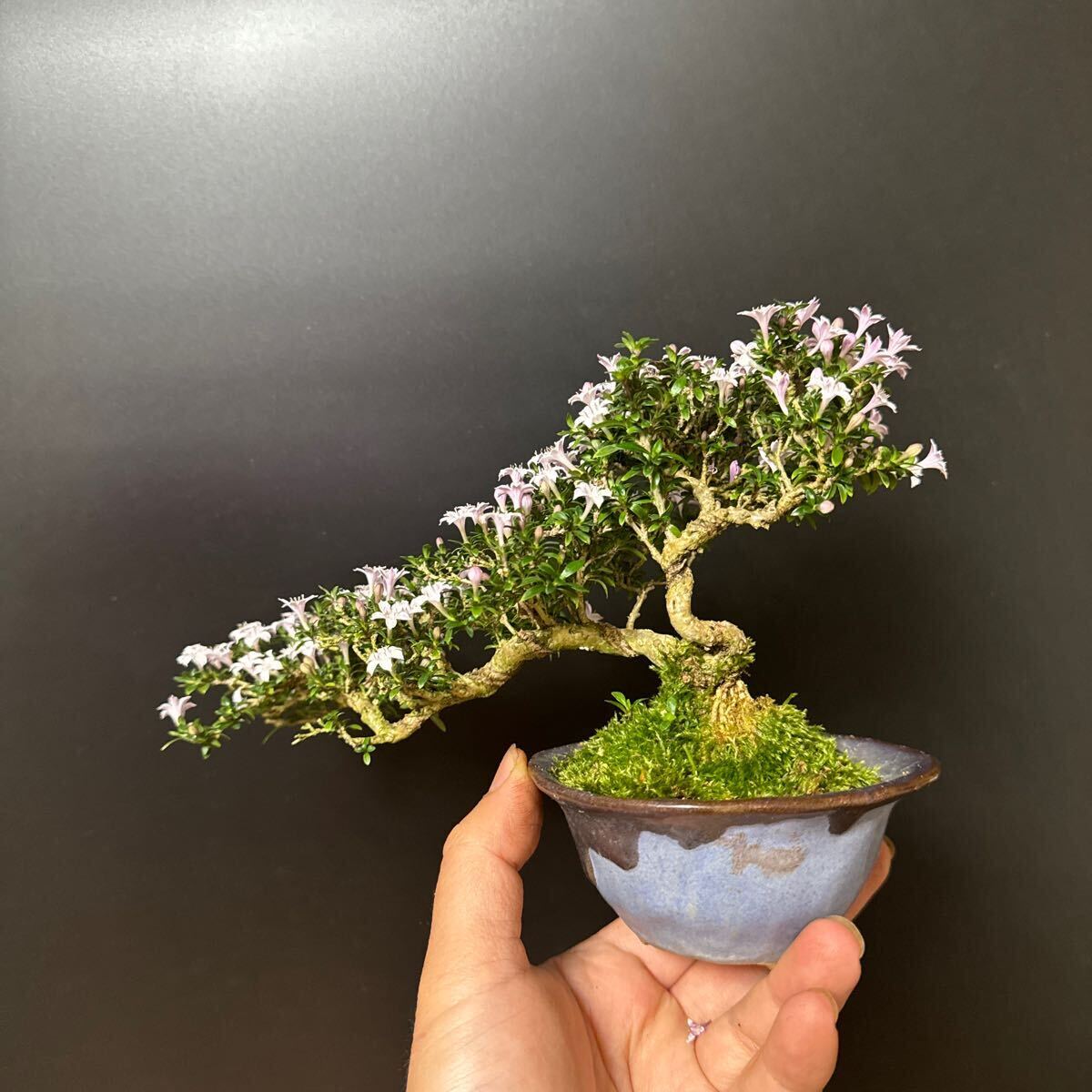  mini bonsai [. number tree ]