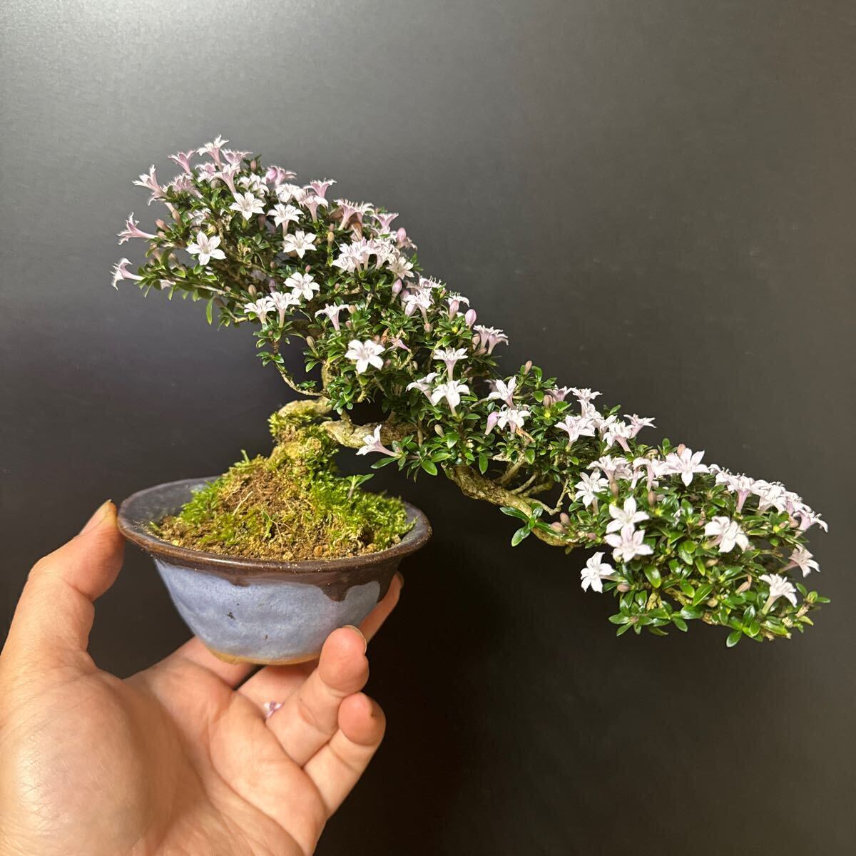  mini bonsai [. number tree ]