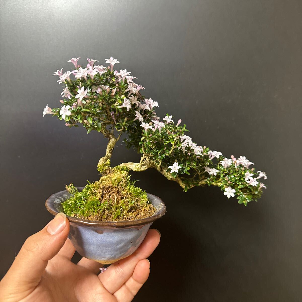  mini bonsai [. number tree ]