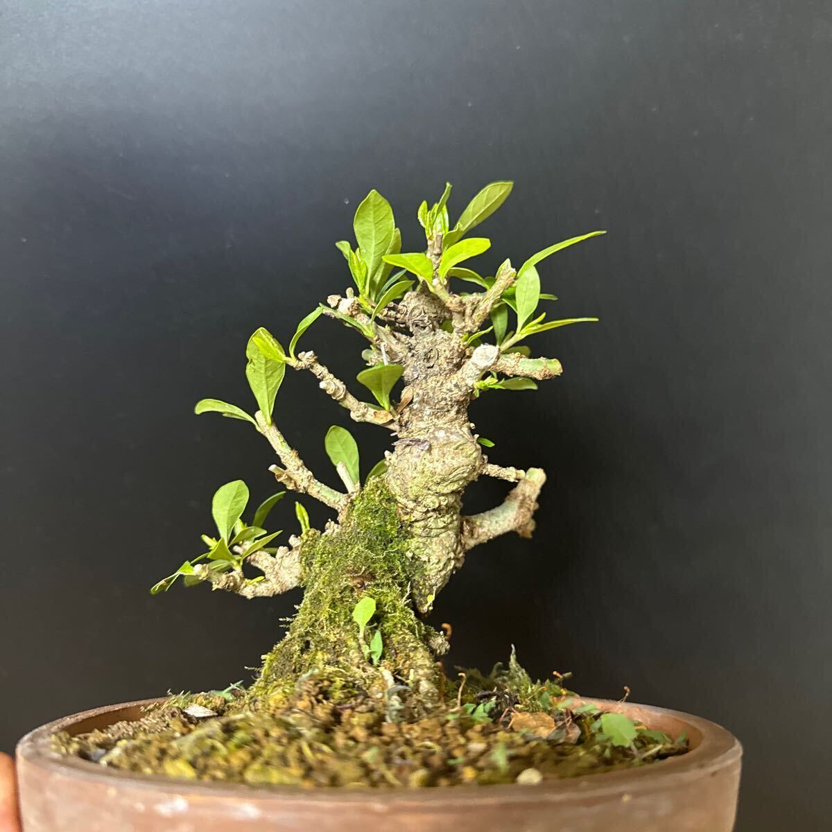  material bonsai [ gardenia ]②