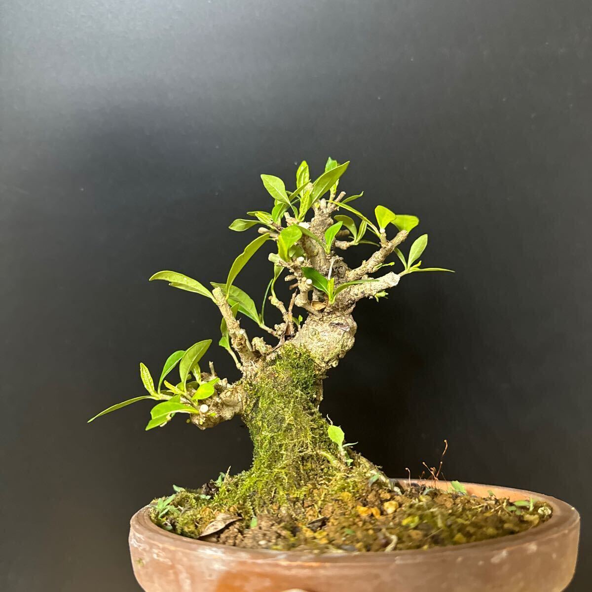  material bonsai [ gardenia ]②