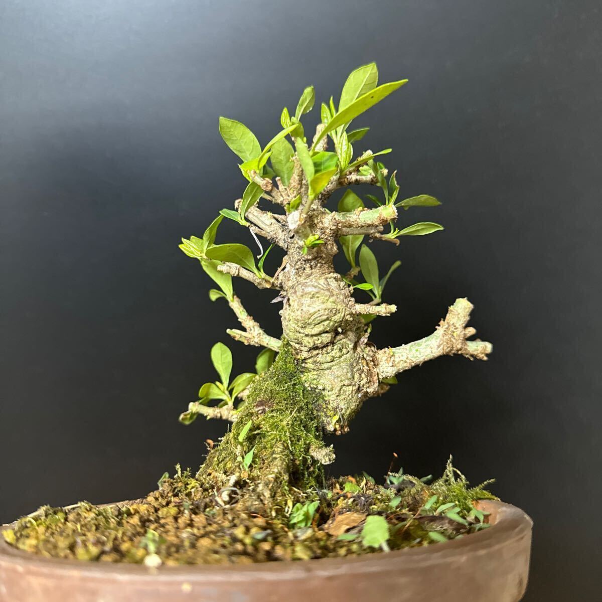  material bonsai [ gardenia ]②