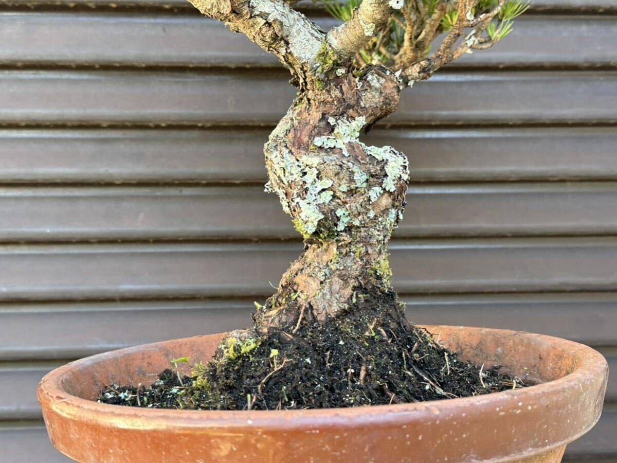  bonsai [. leaf pine ]①