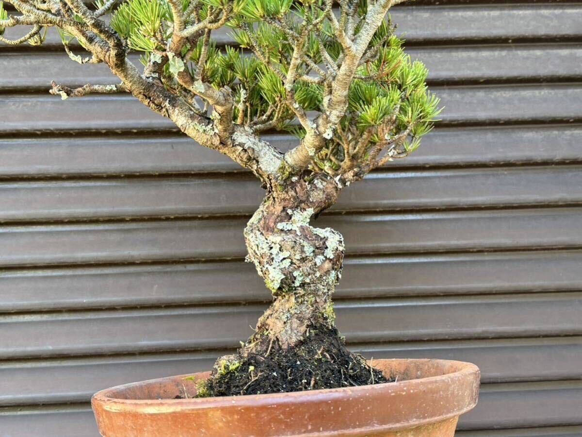  bonsai [. leaf pine ]①