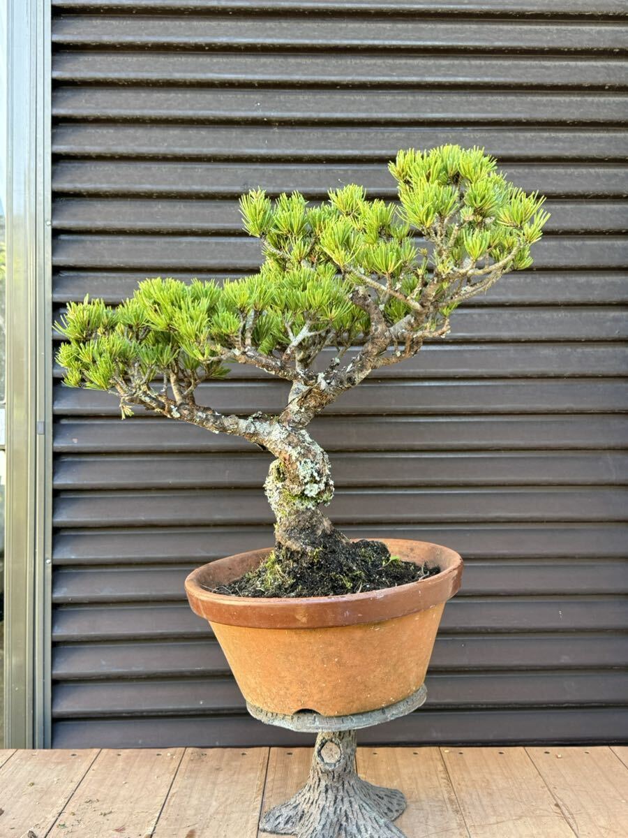  bonsai [. leaf pine ]①