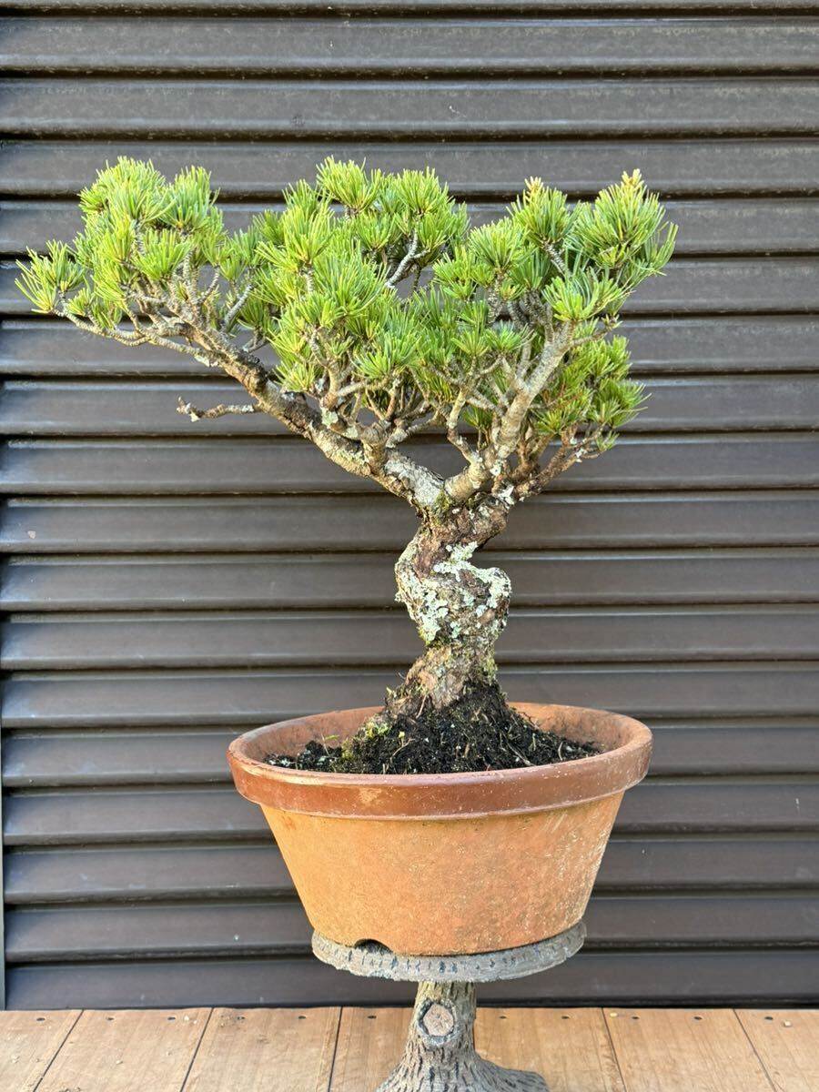  bonsai [. leaf pine ]①