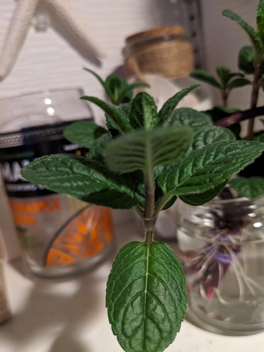  fragrance herb mint Berry z& cream cut seedling departure root ending 
