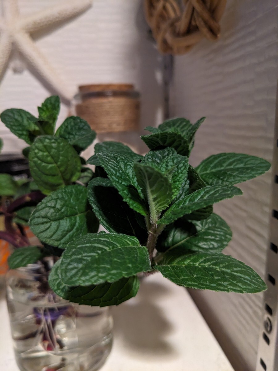  fragrance herb mint Berry z& cream cut seedling departure root ending 