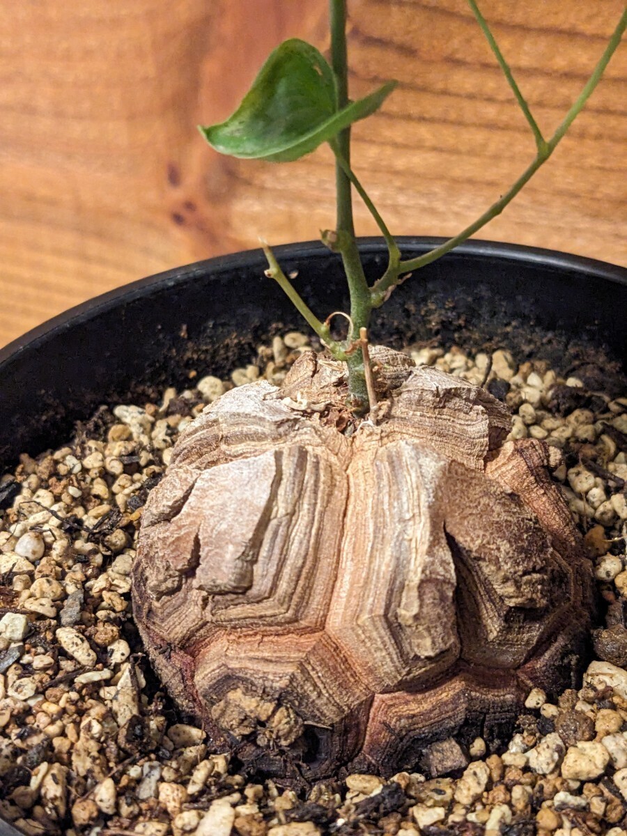 【厳選】【美形良株】アフリカ亀甲竜 実生 Dioscorea elephantipes 塊根部5.5センチ 3.5号鉢植え発送 塊根植物_割れが深くハッキリしていて美しいです