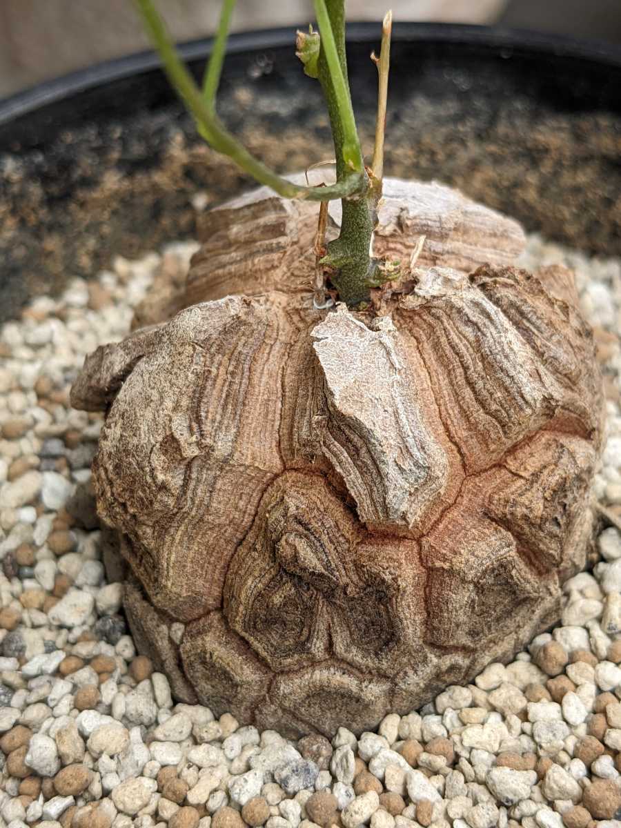 【厳選】【美形良株】アフリカ亀甲竜 実生 Dioscorea elephantipes 塊根部5.5センチ 3.5号鉢植え発送 塊根植物_5/25撮影。追加画像①