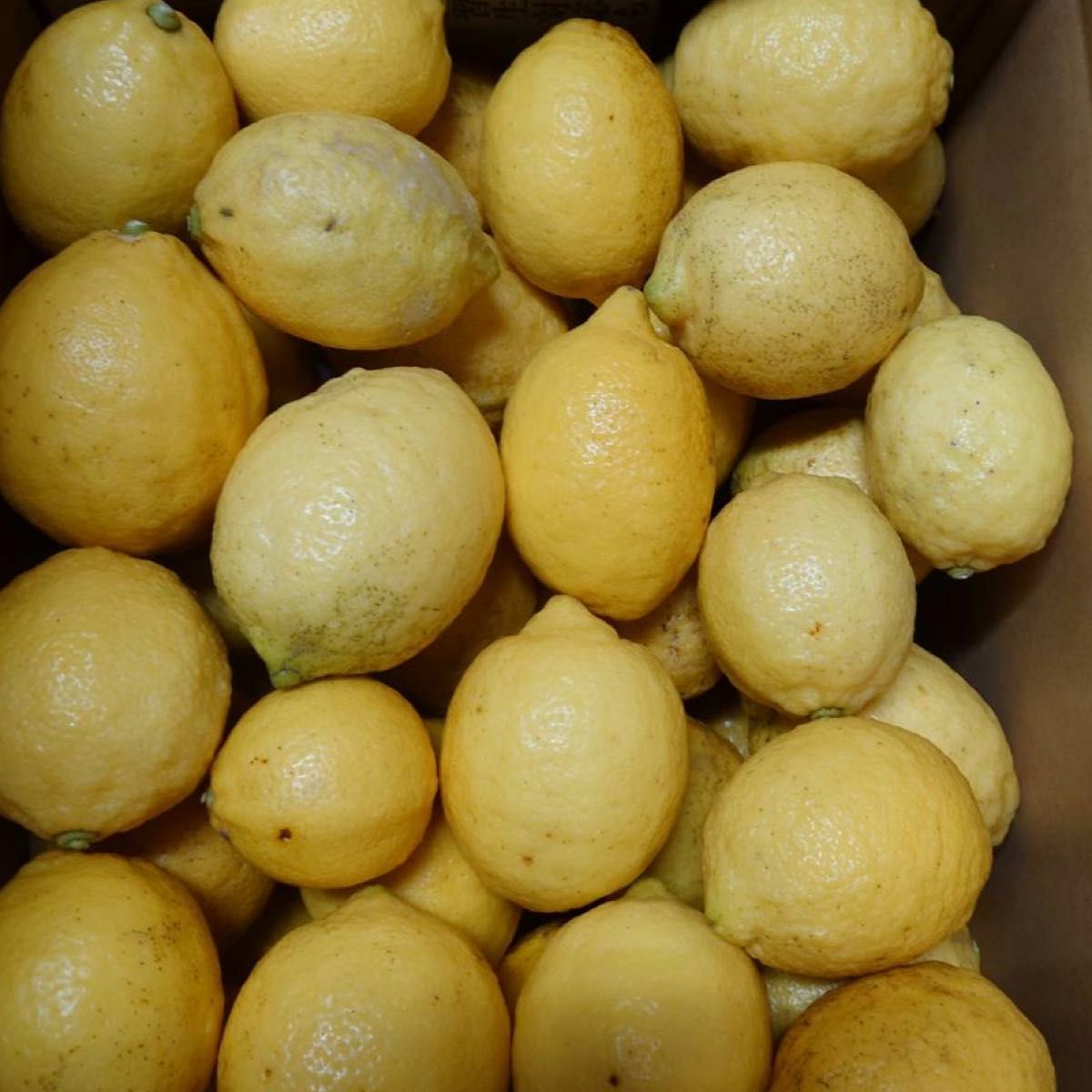 特別栽培の木成レモン 10kg箱【愛媛の農家直送】栽培期間中農薬不使用