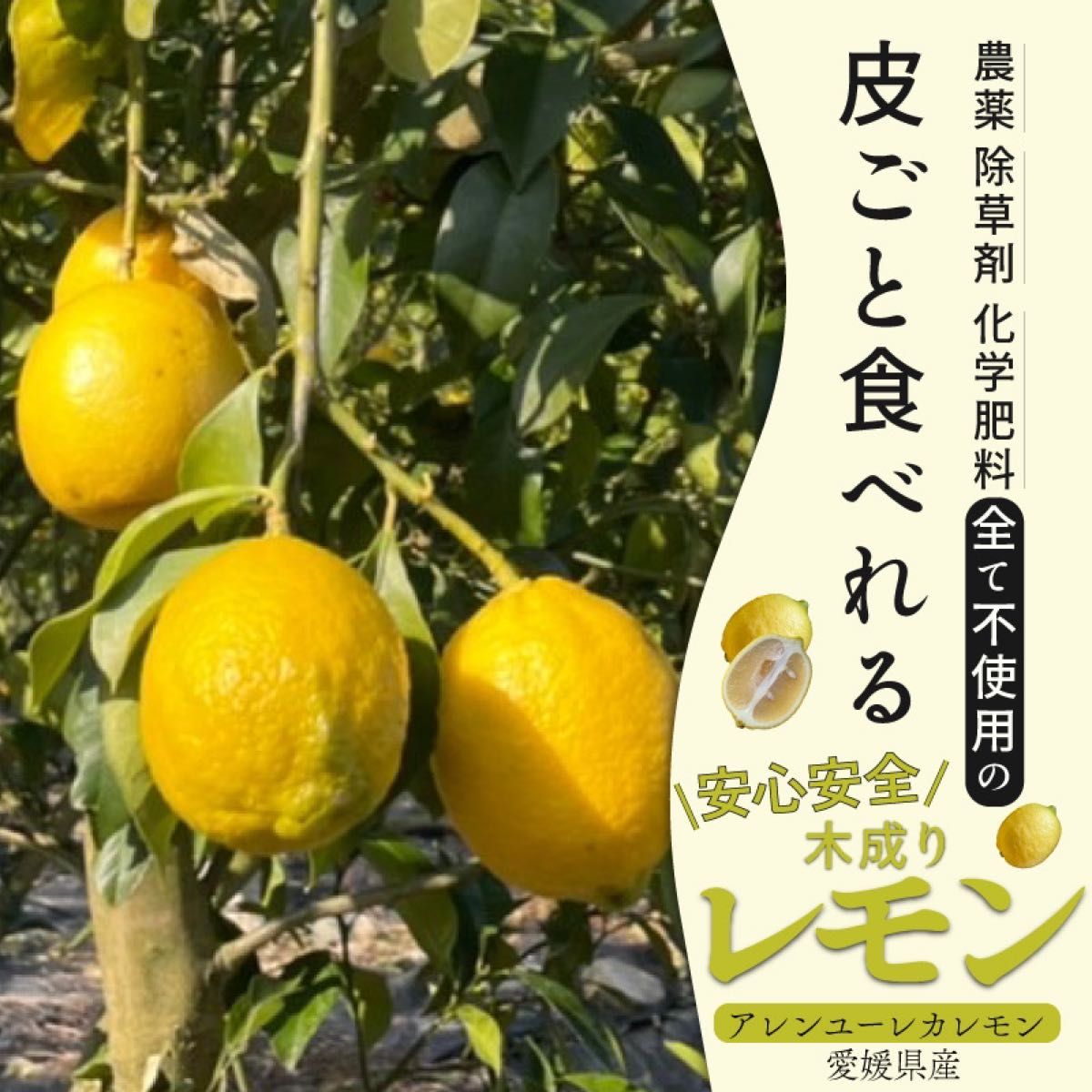 特別栽培の木成レモン 5kg箱 【愛媛県の農家直送】栽培期間中農薬不使用