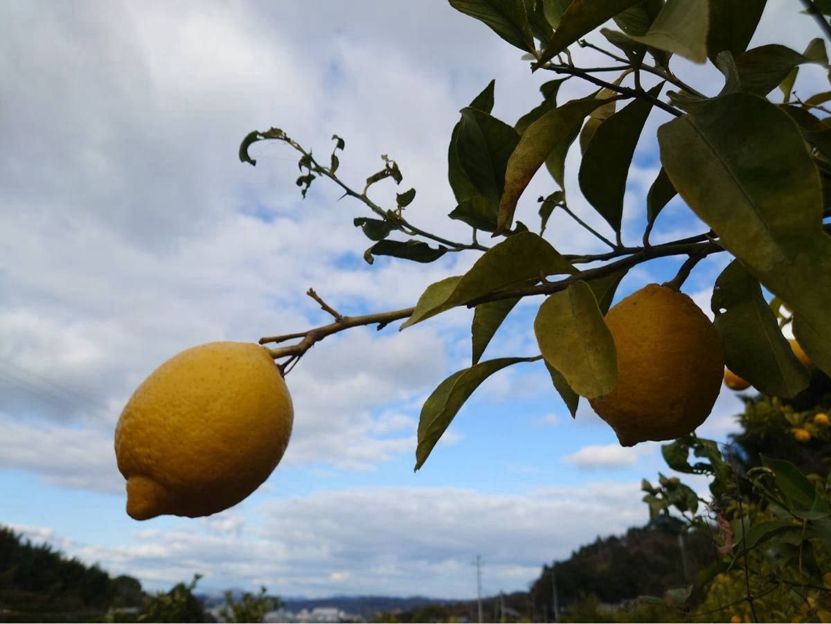 特別栽培の木成レモン 10kg箱【愛媛の農家直送】栽培期間中農薬不使用