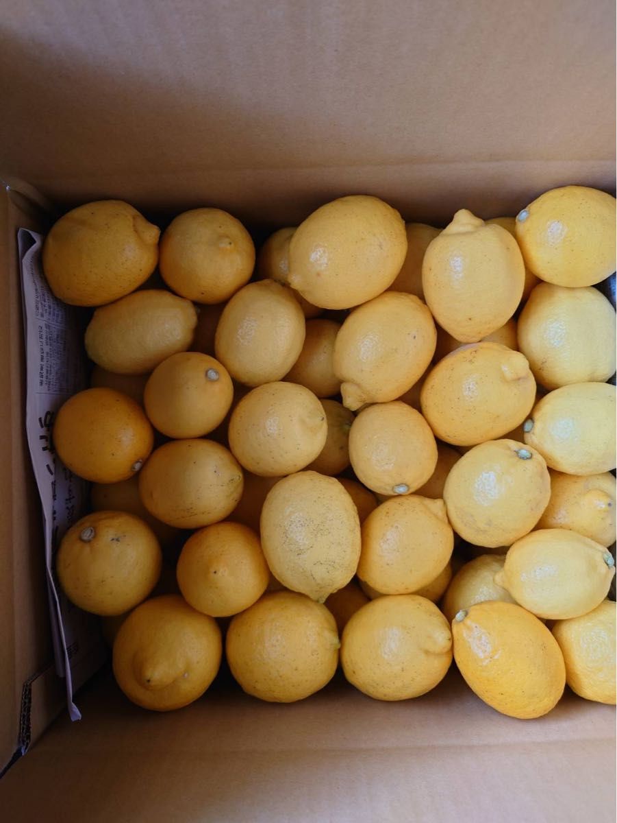 特別栽培の木成レモン 5kg箱 【愛媛県の農家直送】栽培期間中農薬不使用