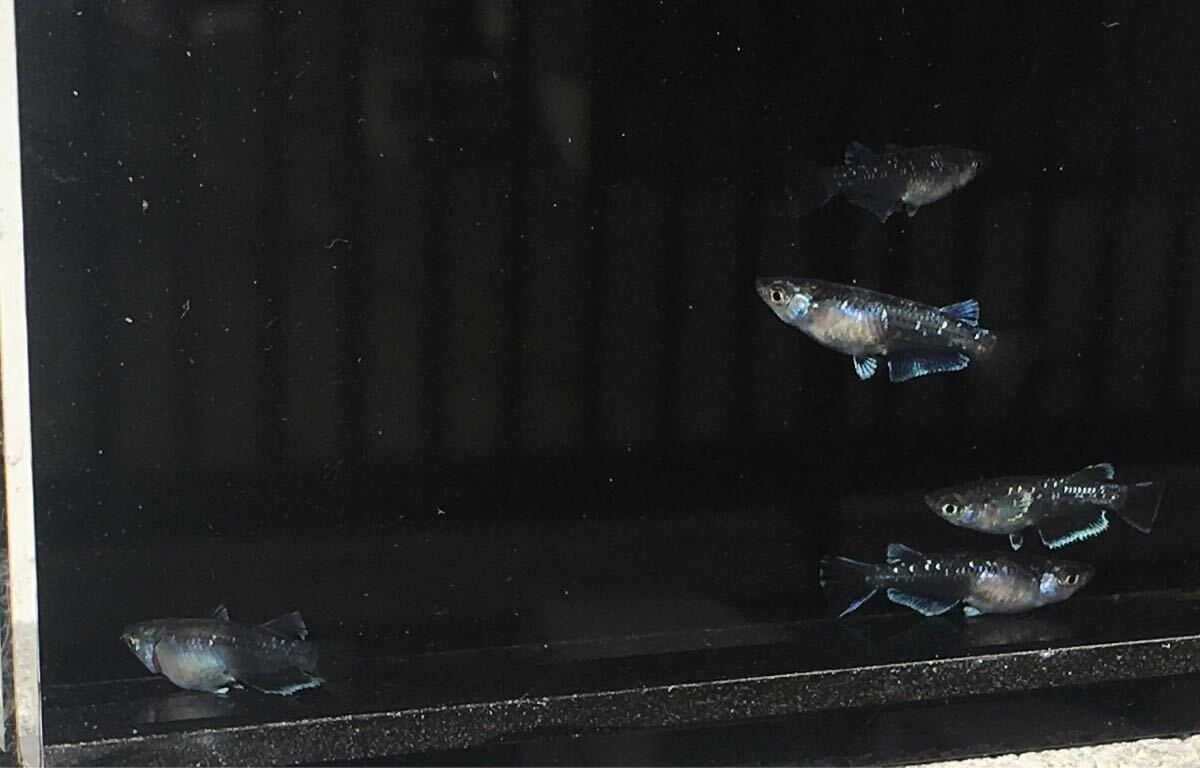 現物出品【ミッドナイトフリル体外光タイプ】 若魚2ペア＋1匹☆メダカの花☆ 同封発送不可　1_画像8