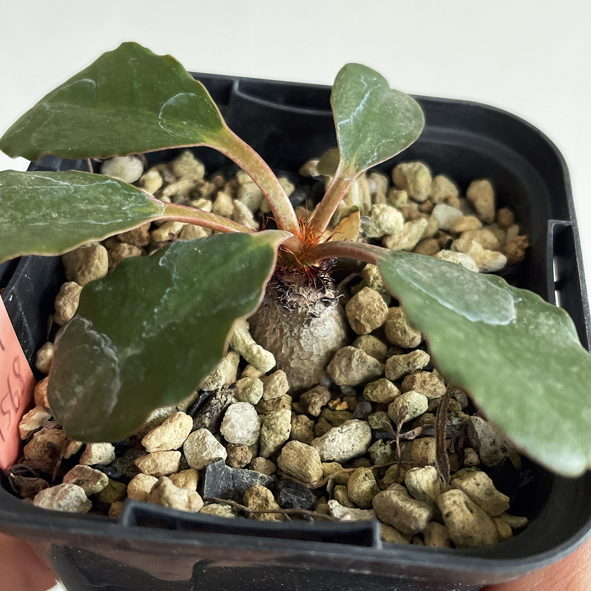 Euphorbia ramena ユーフォルビア ラメナ / 2021実生 // コーデックス, 塊根植物, Caudexの画像1