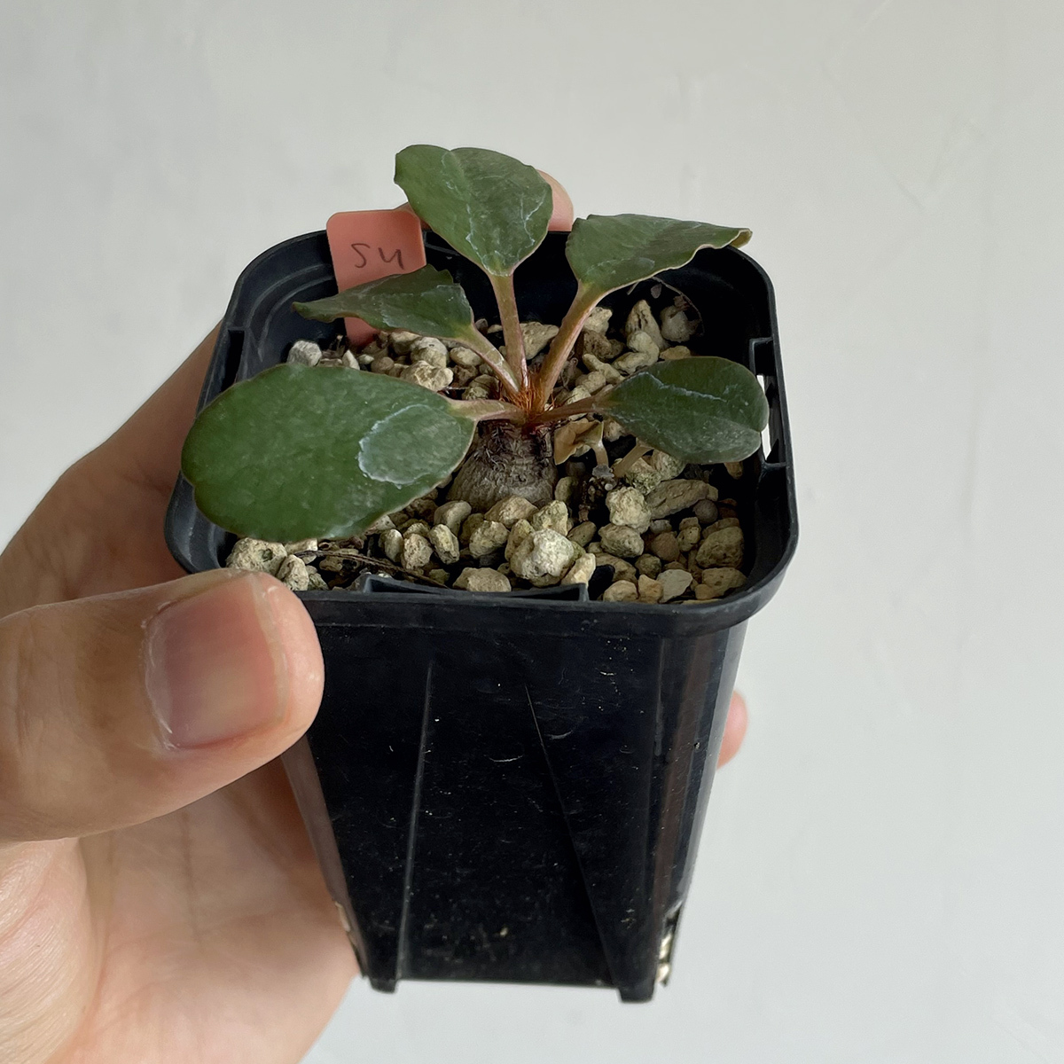 Euphorbia ramena ユーフォルビア ラメナ / 2021実生 // コーデックス, 塊根植物, Caudexの画像2