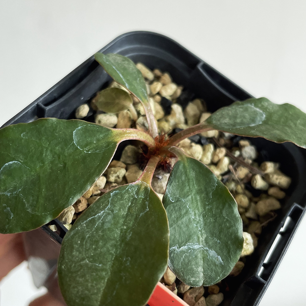 Euphorbia ramena ユーフォルビア ラメナ / 2021実生 // コーデックス, 塊根植物, Caudexの画像3