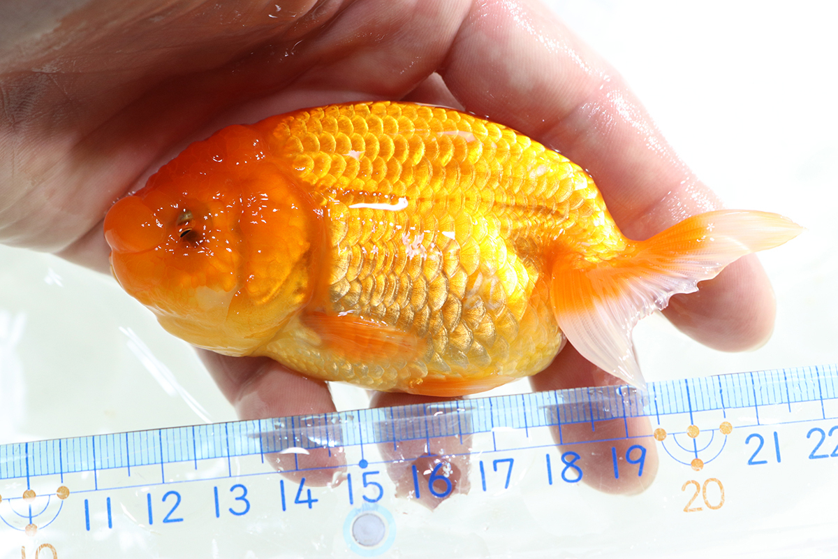 golgfish two -years old that 4* total length 13cm rom and rear (before and after) * Osaka production *.. bill issue possibility [ delivery region restriction equipped ]100
