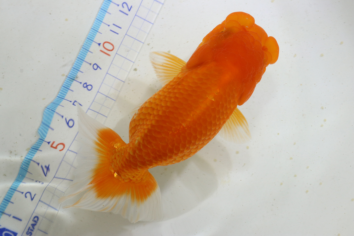  golgfish two -years old that 4* total length 13cm rom and rear (before and after) * Osaka production *.. bill issue possibility [ delivery region restriction equipped ]100