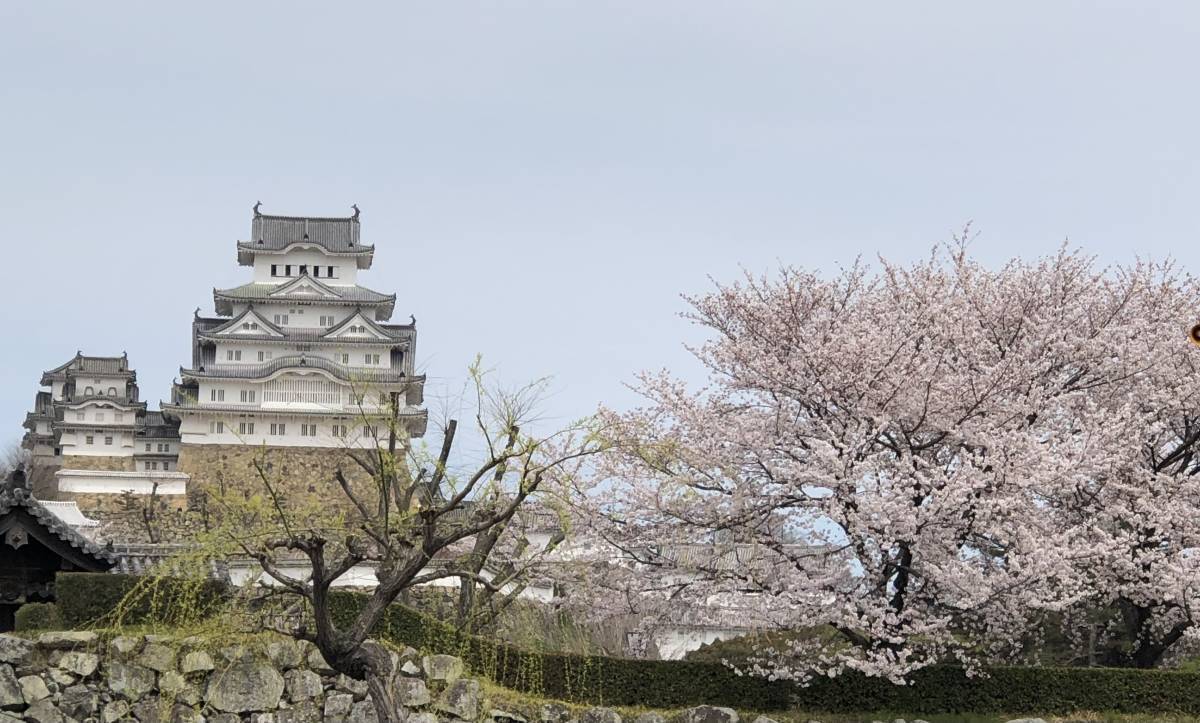1円即決 フリー画像 当方撮影 姫路城と桜と柳_画像1
