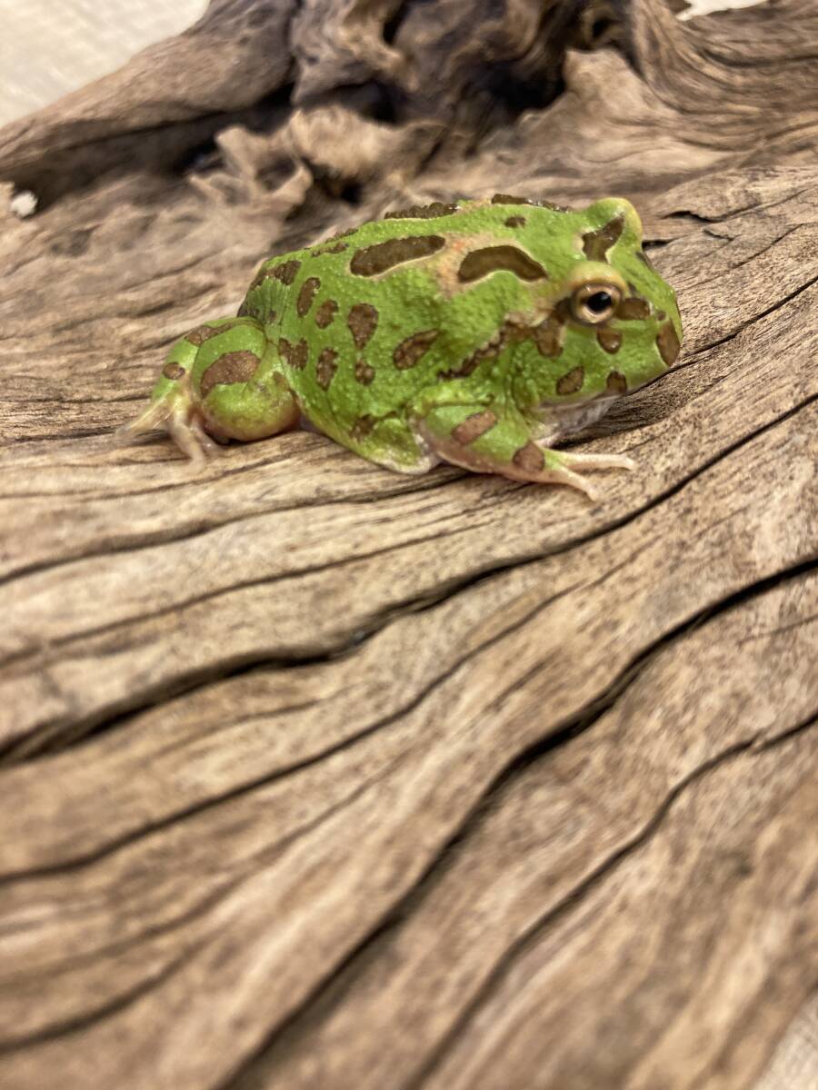 クランウェルツノガエル・グリーン　　ベルツノ　全長約４．5ｃｍ_画像1