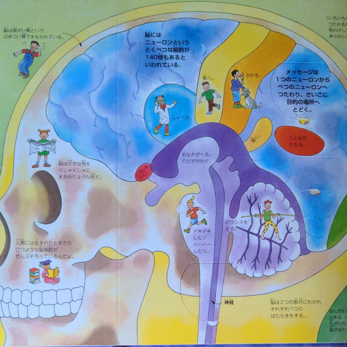 からだのなか　めくって楽しい　しかけ絵本　